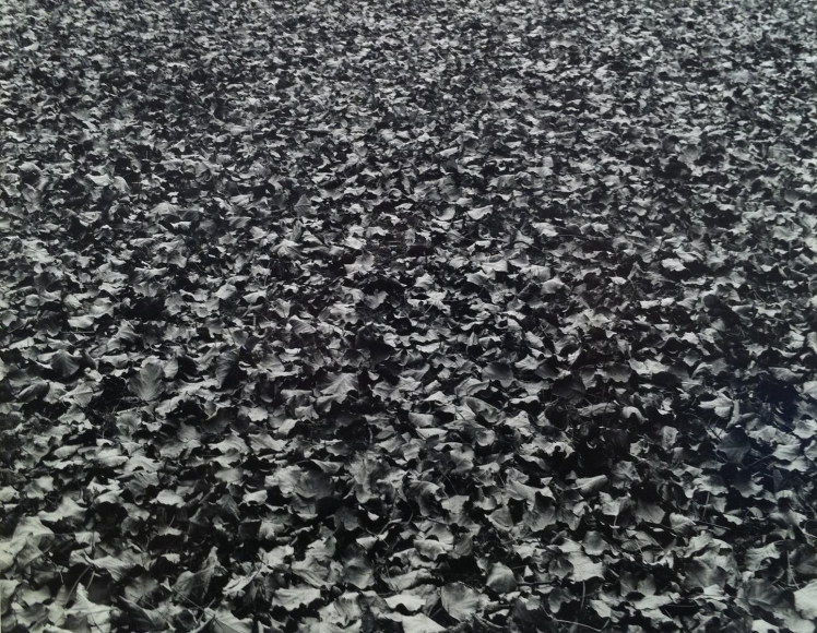 Harry Callahan - Leaves, Chicago, 1950 Gelatin silver print | Bruce Silverstein Gallery