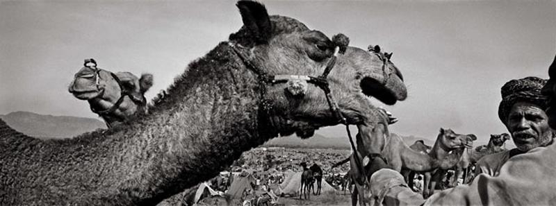Raghu Rai Showing Camel's Teeth