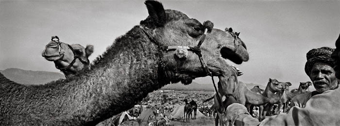 Raghu Rai SHOWING CAMEL'S TEETH, PUSHKAR