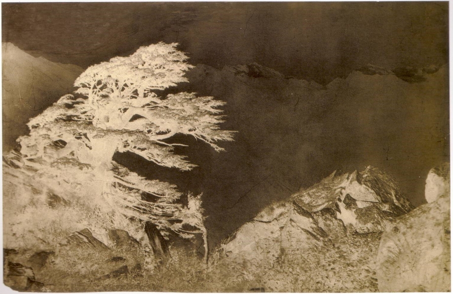 Windswept tree, Himalayas, India