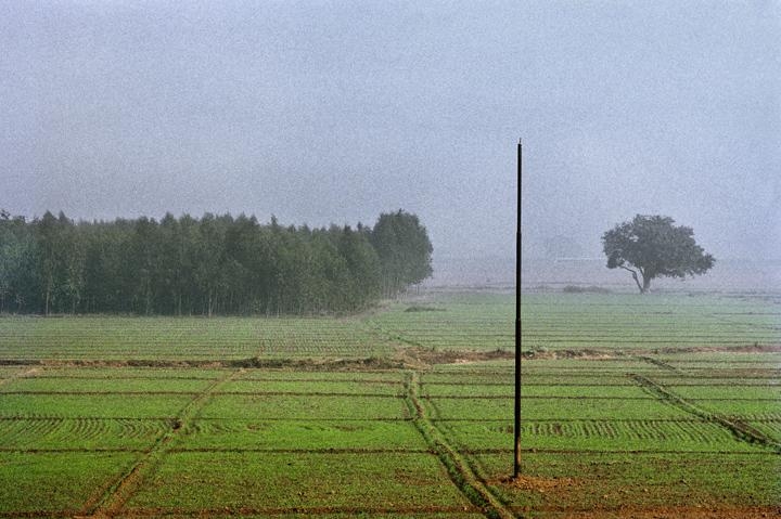 Raghu Rai TREES 1