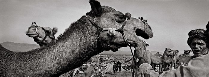 Raghu Rai LOOKING AT CAMEL'S TEETH, PUSHKAR