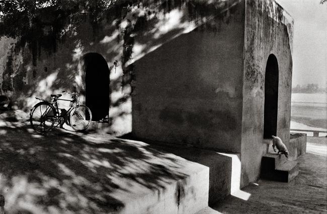 Raghu Rai Doggy under Shadow, Rajasthan