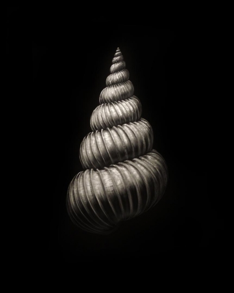 Wentletrap Shell incised painted aluminum