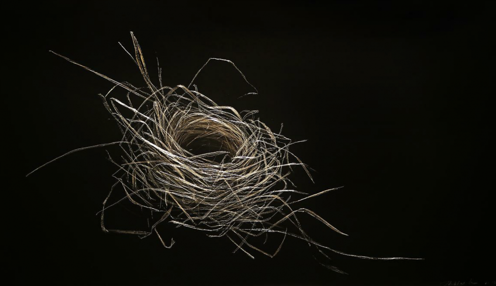 Cardinal Nest, Summer 2015