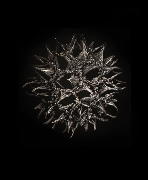 Sweet Gum Seed Pod, 2018