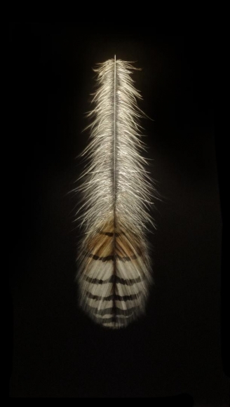 Barn Owl Feather