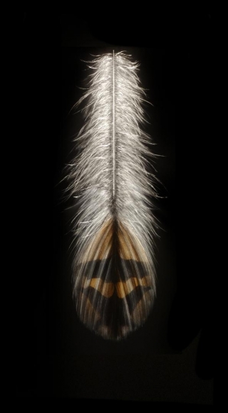 Grouse Feather I