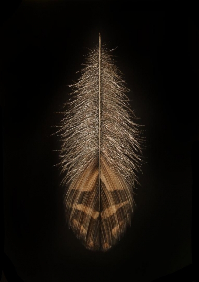 Grouse Feather II, 2016