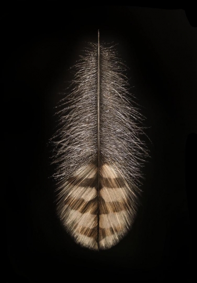 Quail Feather , 2016