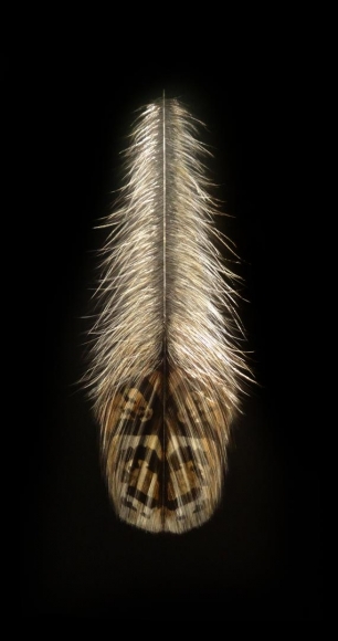 Grouse Feather II