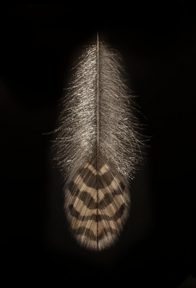 Bobwhite Feather, 2016