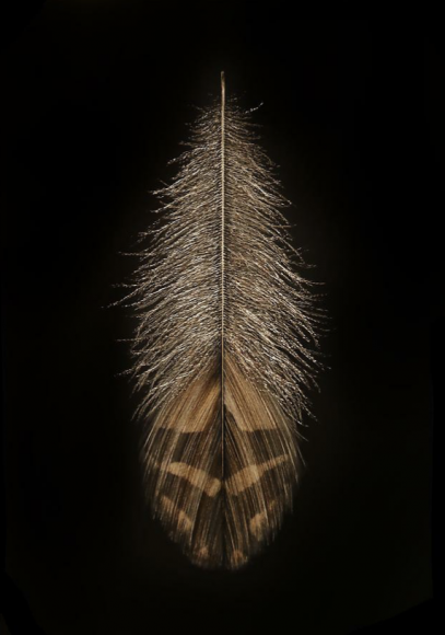Grouse Feather II