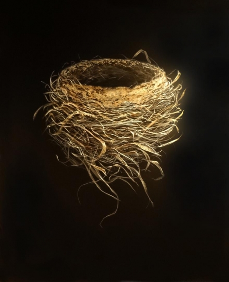 Spring Robin Nest 2014