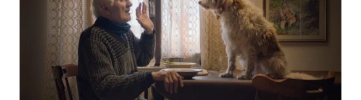 ‘The Truffle Hunters’ And ‘Stray’ Are Top Dogs At 2021 Fido Awards For Best Canine Movies