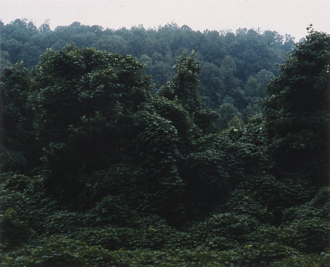 Andrew Rogers, Untitled (Kudzu), 2004, 2 c-prints, each unframed 18 1/2 x 22 1/2 inches, framed 25 x 29 inches