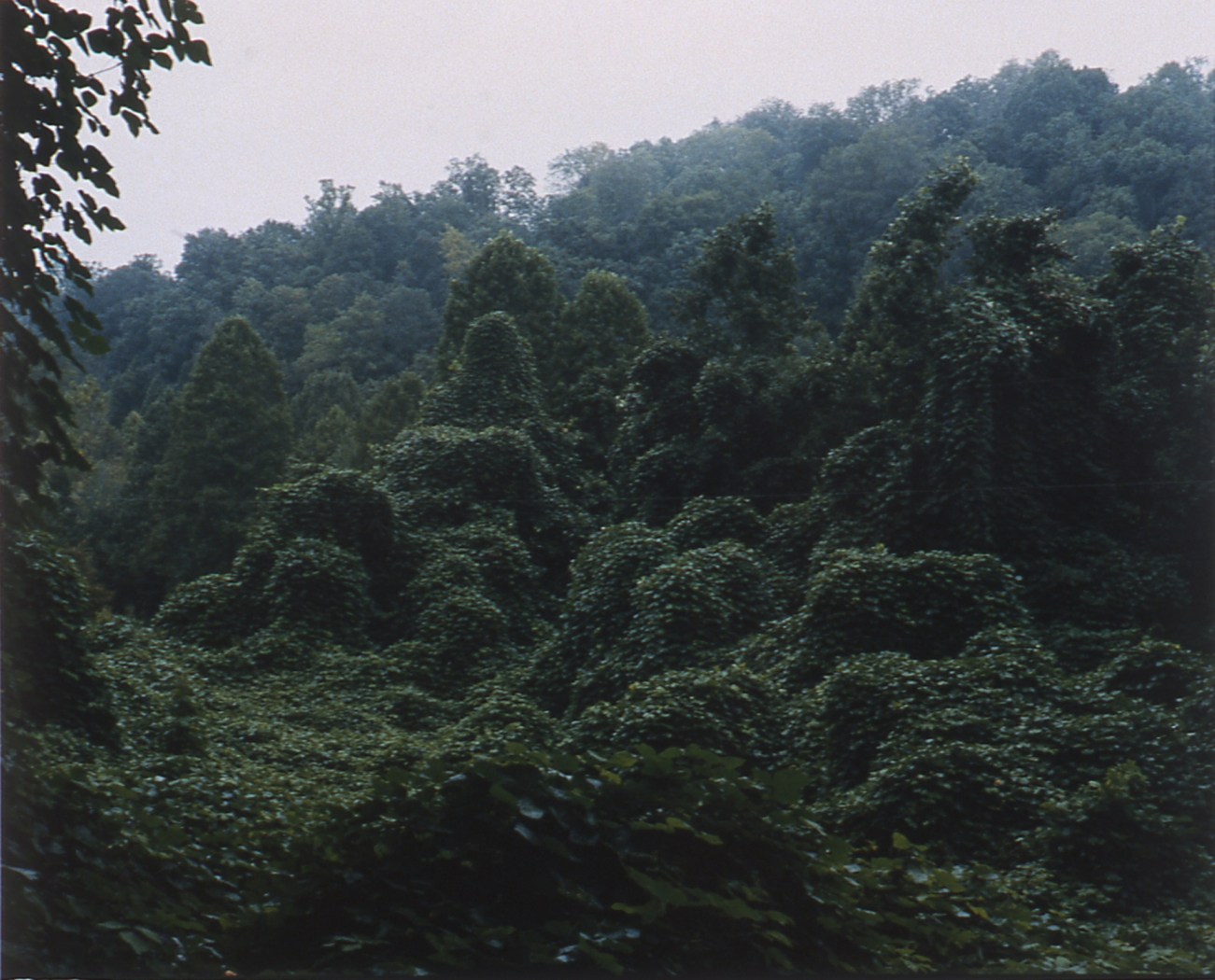 Andrew Rogers, Untitled (Kudzu), 2004, 2 c-prints, each unframed 18 1/2 x 22 1/2 inches, framed 25 x 29 inches