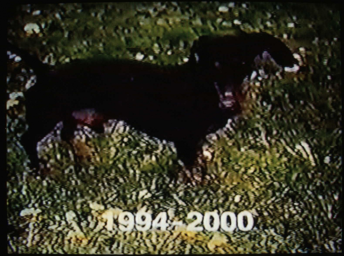 Installation detail, The Jonathan Horowitz Show, video still, monitor 7, 1994-2000