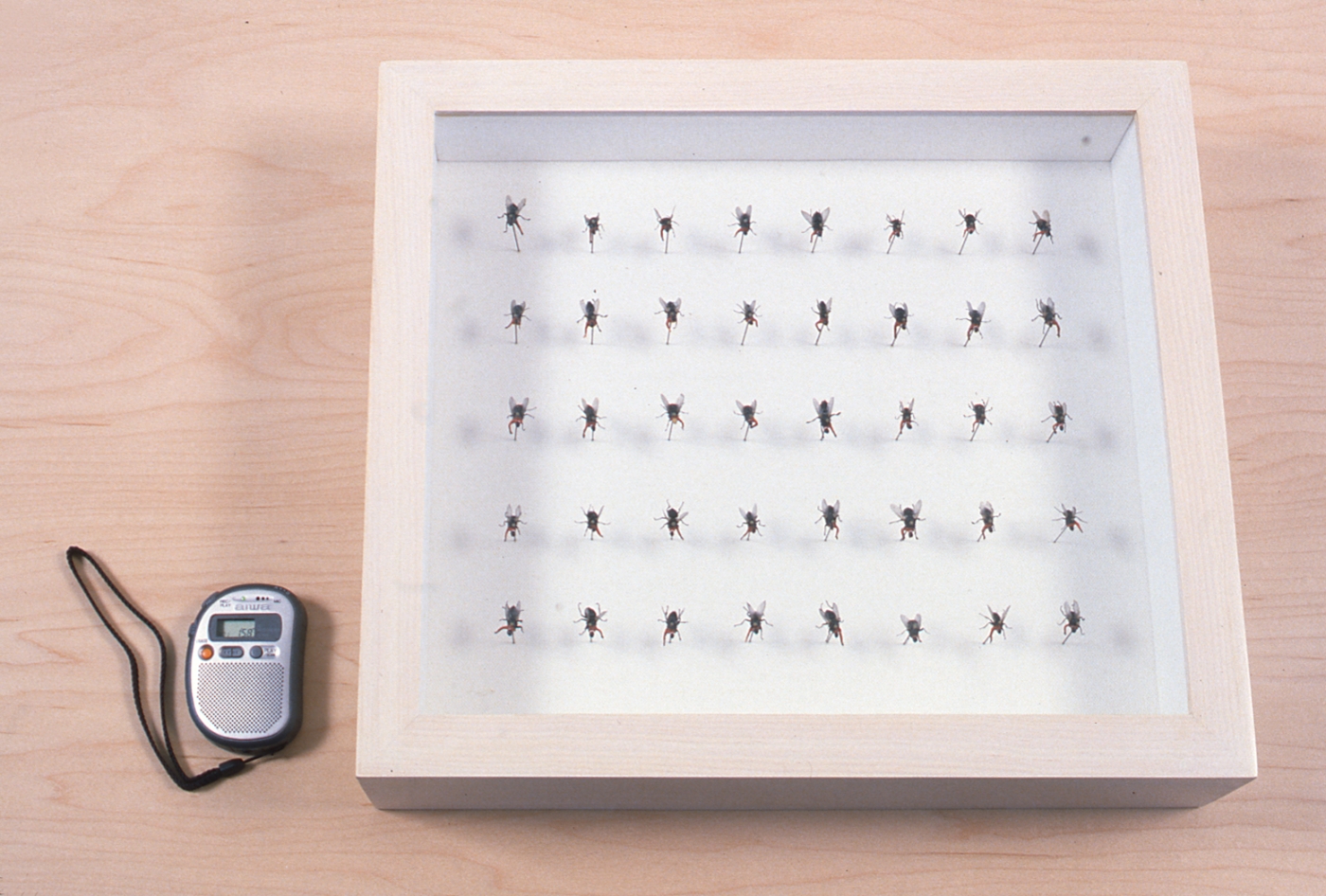 Paul Pfeiffer, Memento Mori (Boys Choir of Harlem), 1999, 16 x 14 x 6 inches + sound device plastic, resin, polymer clay, enamel, glue, metal, wood, glass, linen fabric, house flies, 2-channel sound track (1997 recording of G.F. Handel's "Ode for St. Cecilia's Day")