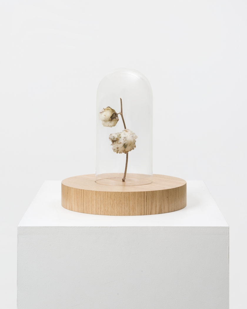 Aria Dean Dead Zone (copy), 2019 Cotton branch, polyurethane, bell jar, wood, signal jammer 13.25 x 12.5 x 12.5 in / 33.7 x 31.8 x 31.8 cm