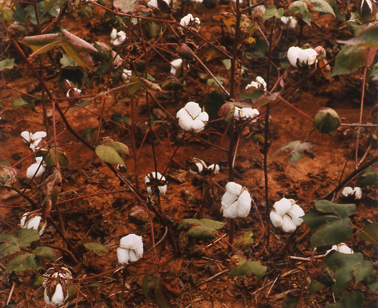 Andrew Rogers, Cotton, 2004, c-print, unframed 18 1/2 x 22 1/2 inches, framed 25 x 29 inches