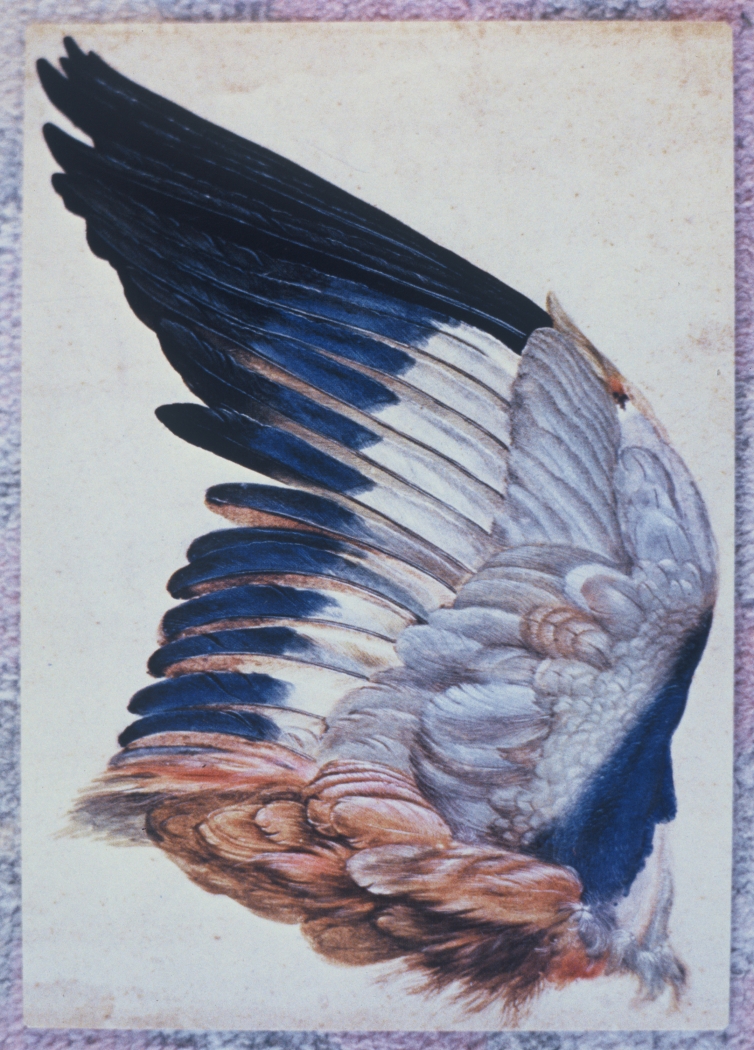 Study Dürer, 2007, C-print, 36 x 26 inches