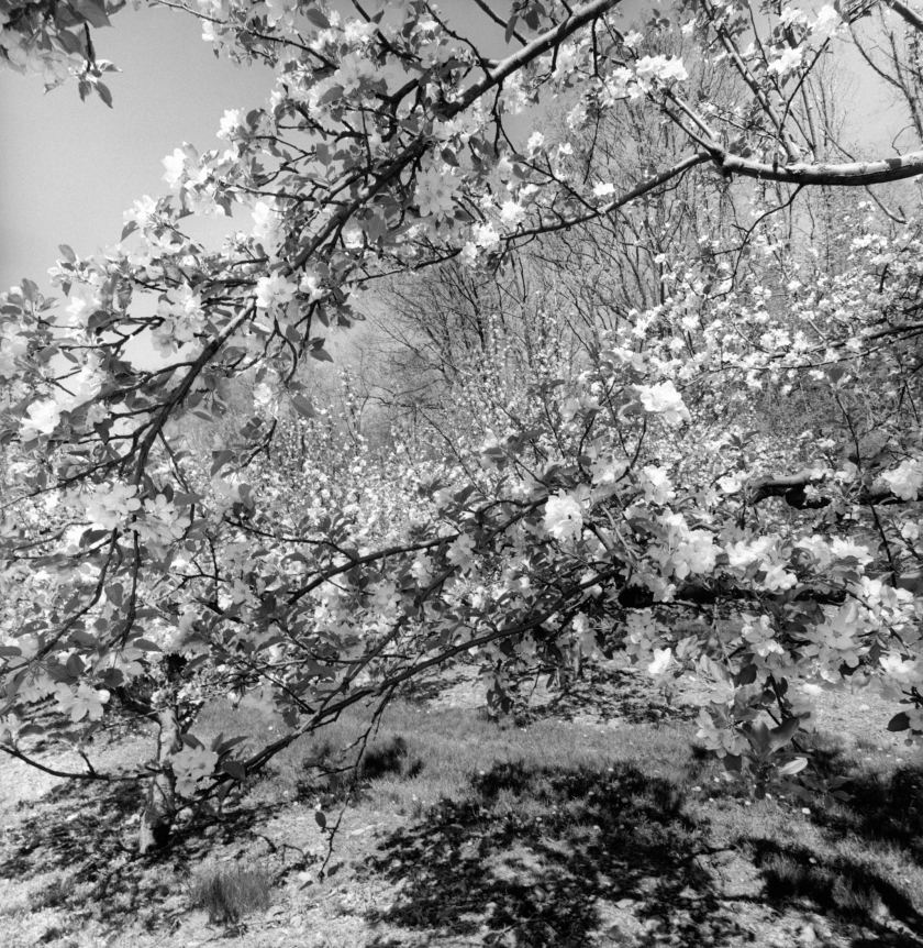 Lee Friedlander, New City, New York, 2003