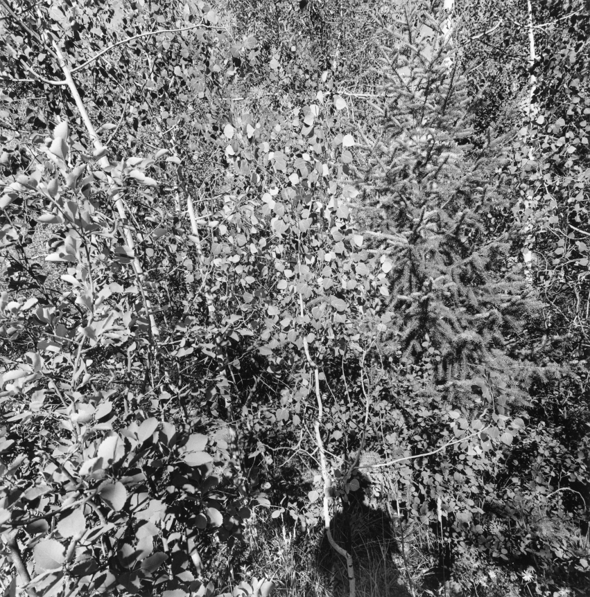 Lee Friedlander, Aspen Highlands, Colorado, 2004
