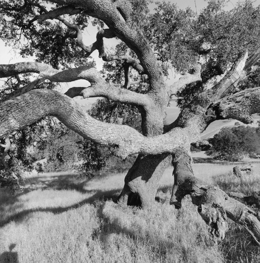 Lee Friedlander, California, 1996
