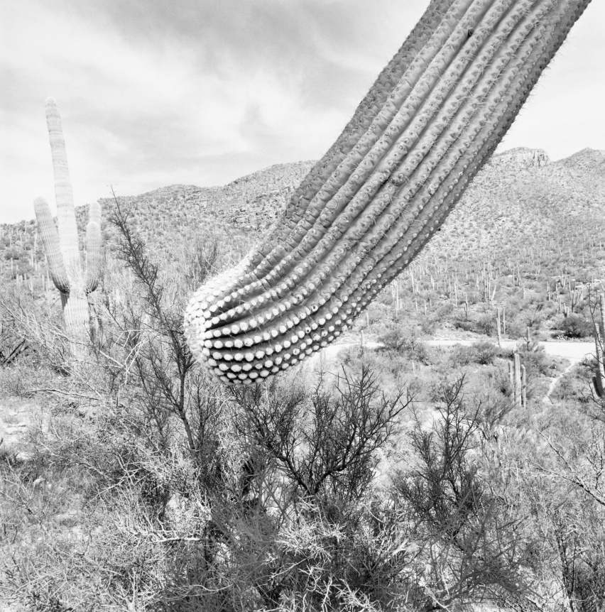 Lee Friedlander, Sonora Desert, Arizona, 1995