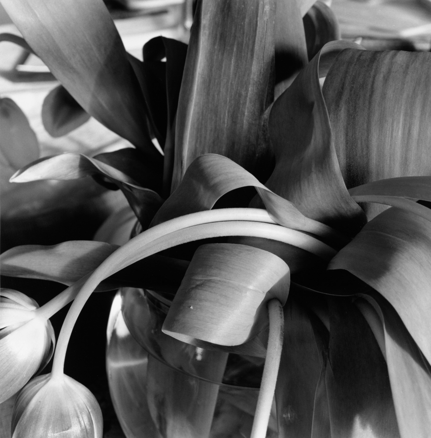 Lee Friedlander, New City, New York, 1994
