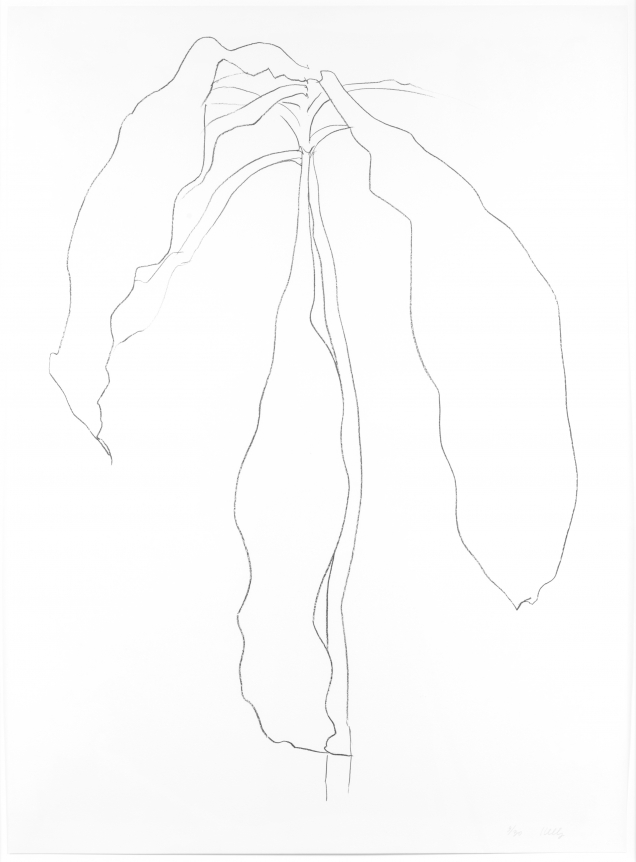 Ellsworth Kelly, Dracena II, from Series of Plant and Flower Lithographs