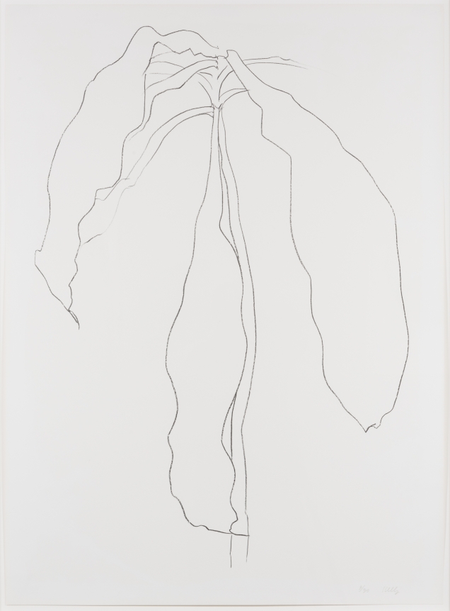 Ellsworth Kelly, Dracena II, from Series of Plant and Flower Lithographs