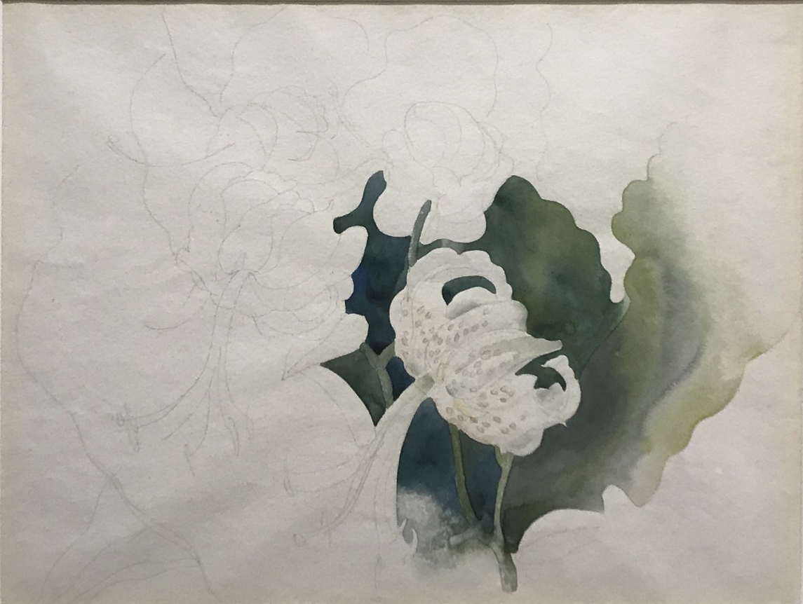 Charles Demuth Rothschild Lily #2, c. 1930, watercolor and graphite on paper, 12 x 18 in.