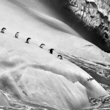 Sebastião Salgado