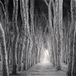 Michael Kenna
