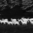 Paul Caponigro