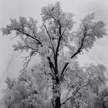 Ansel Adams