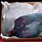 Rosamond Purcell