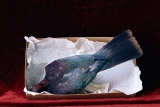 AN EXHIBIT OF PHOTOGRAPHS FROM "AN ART THAT NATURE MAKES"