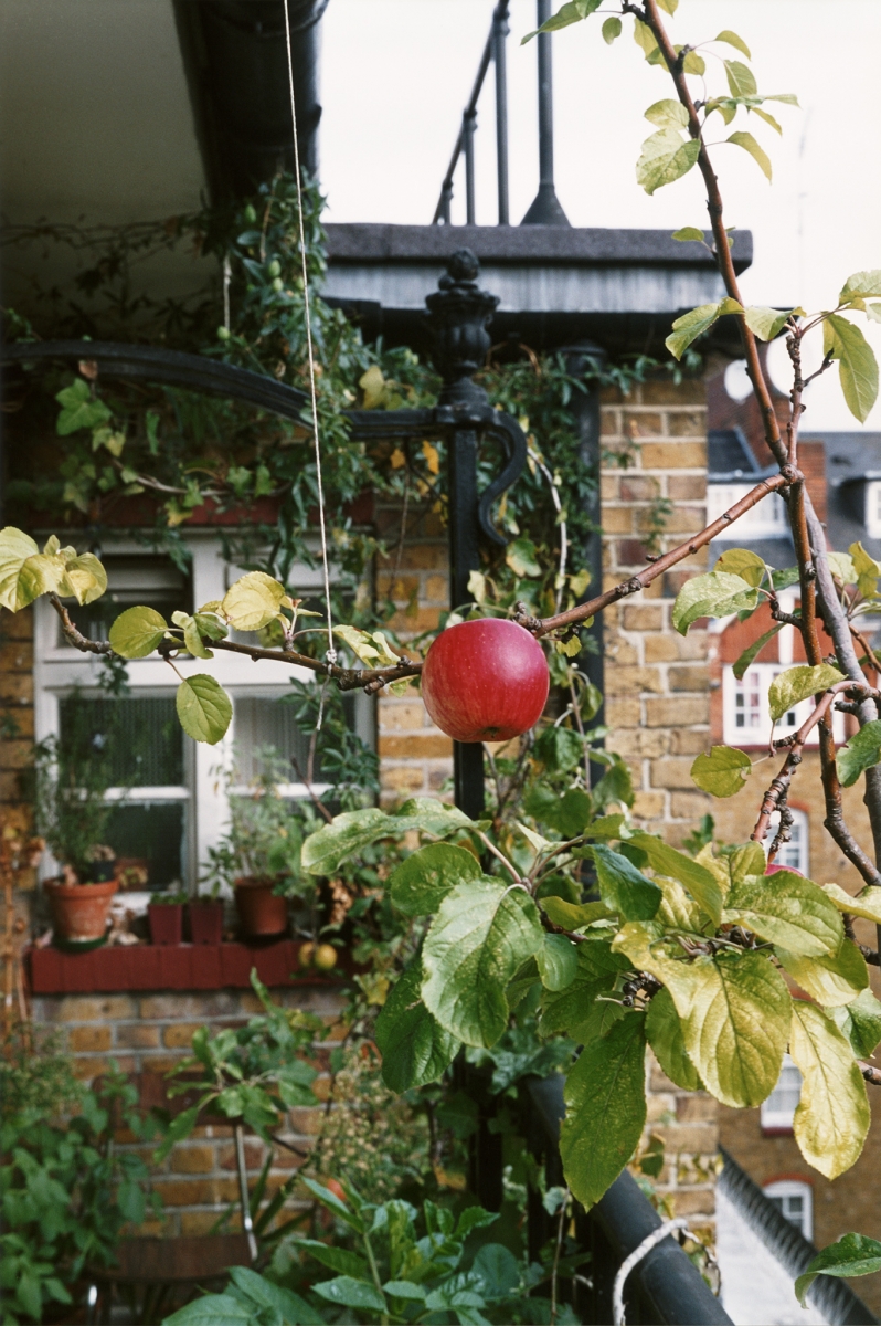 Wolfgang Tillmans, apple tree (2007)