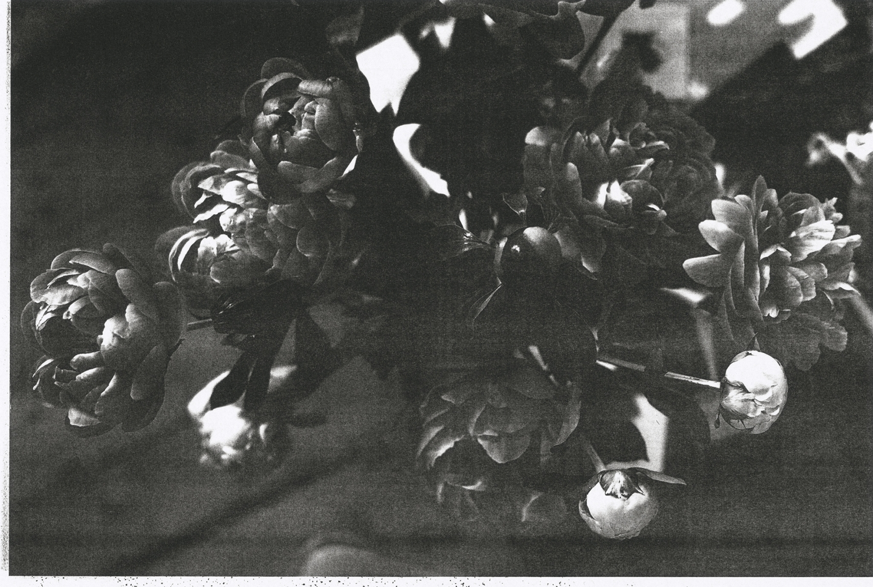 Wolfgang Tillmans, dark peonies