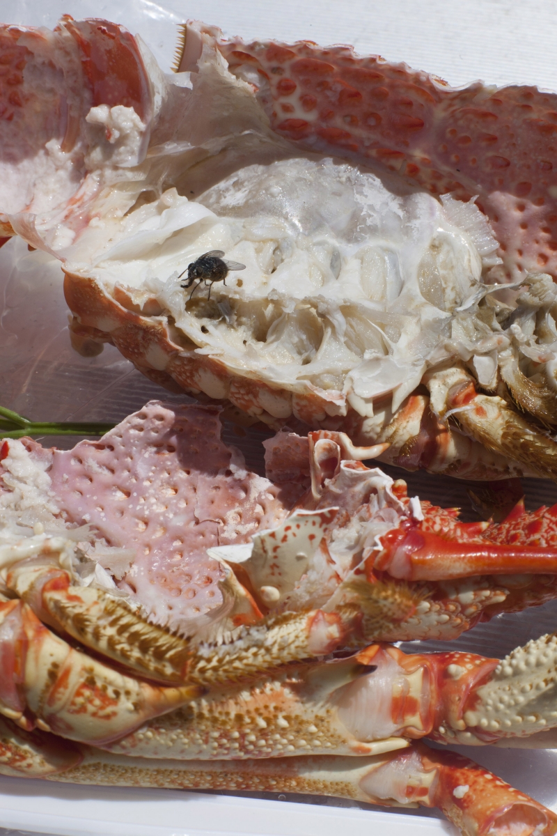 Wolfgang Tillmans - astro crusto, a