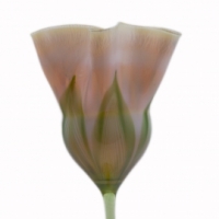 Flower Form Vase
