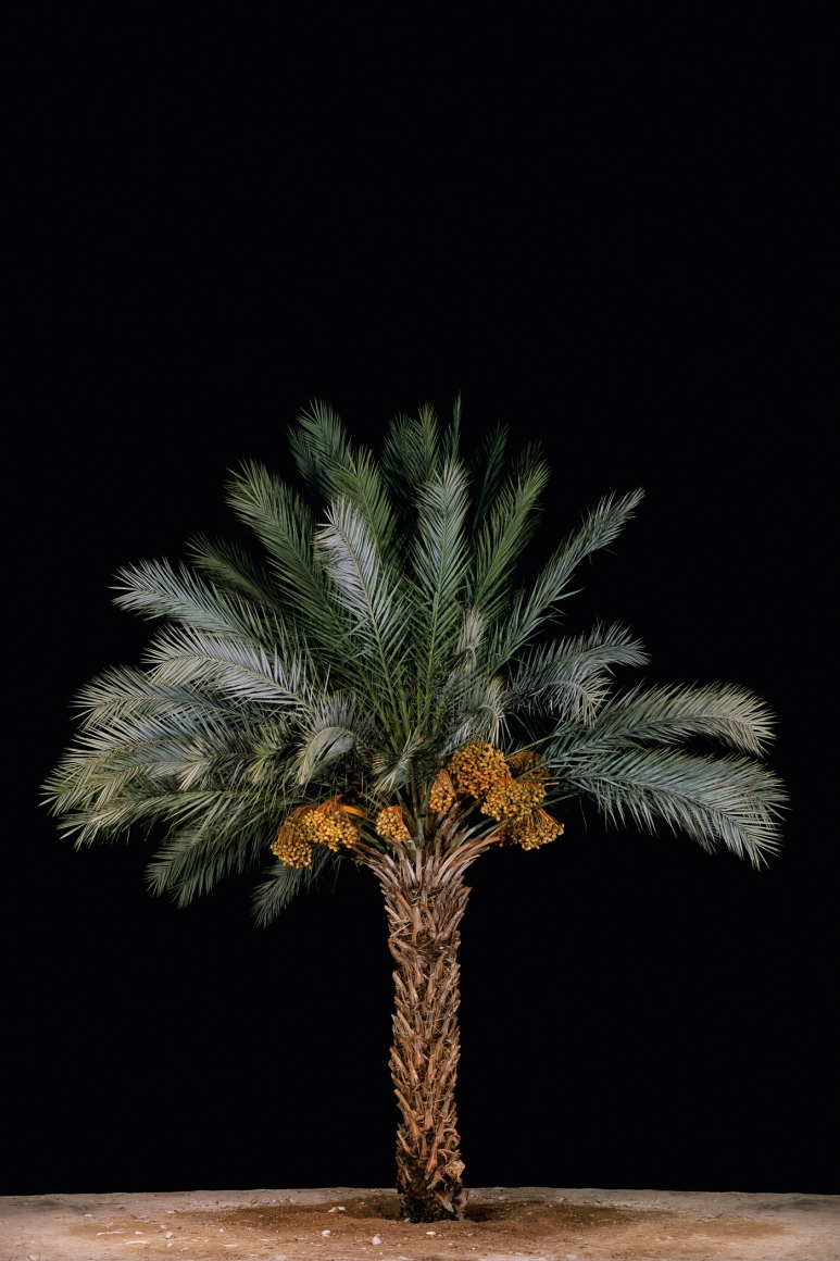 TAL SHOCHAT, Tamar #3 (Date Palm), 2011
