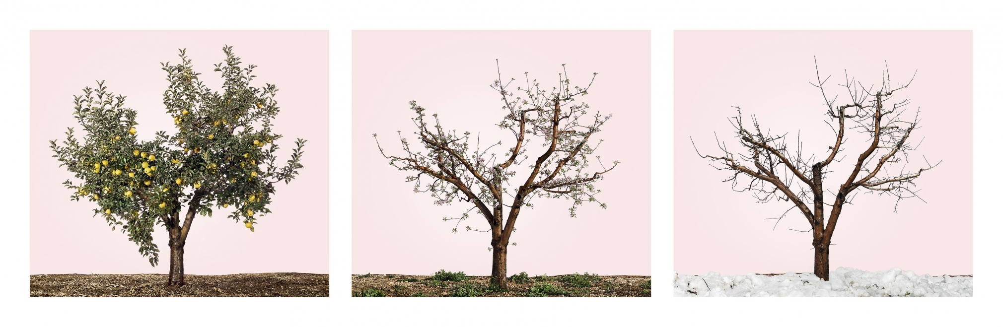 TAL SHOCHAT, Lessons in Time 3 (Yellow Apple Tree), 2016