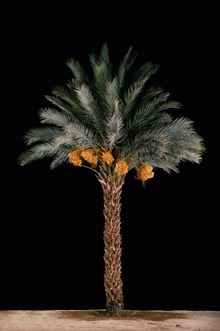 TAL SHOCHAT, Tamar #2 (Date Palm), 2011