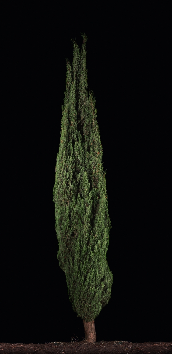 TAL SHOCHAT , Barosh #1 (Cypress), 2011