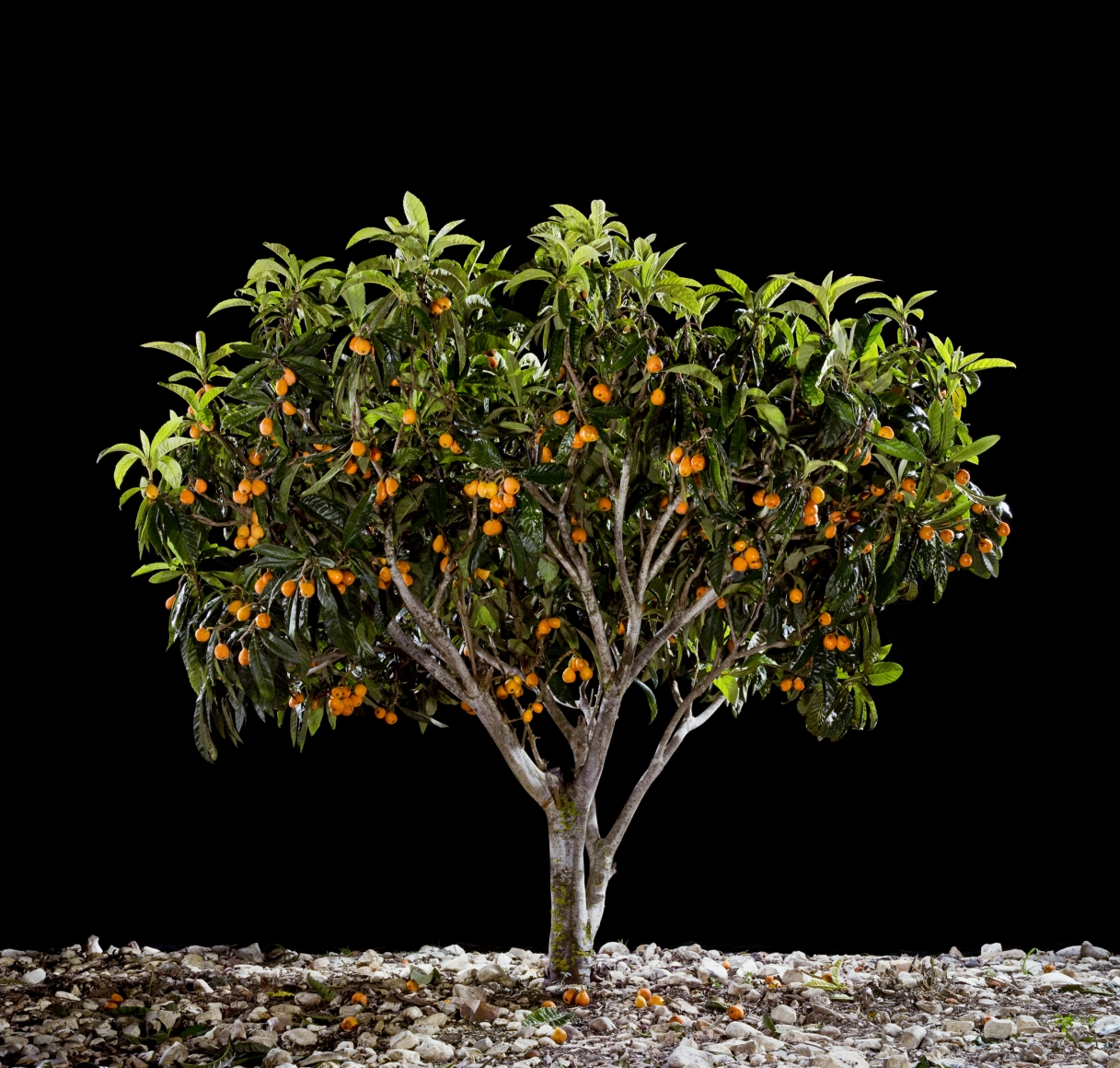 Tal Shochat, Loquat, 2011