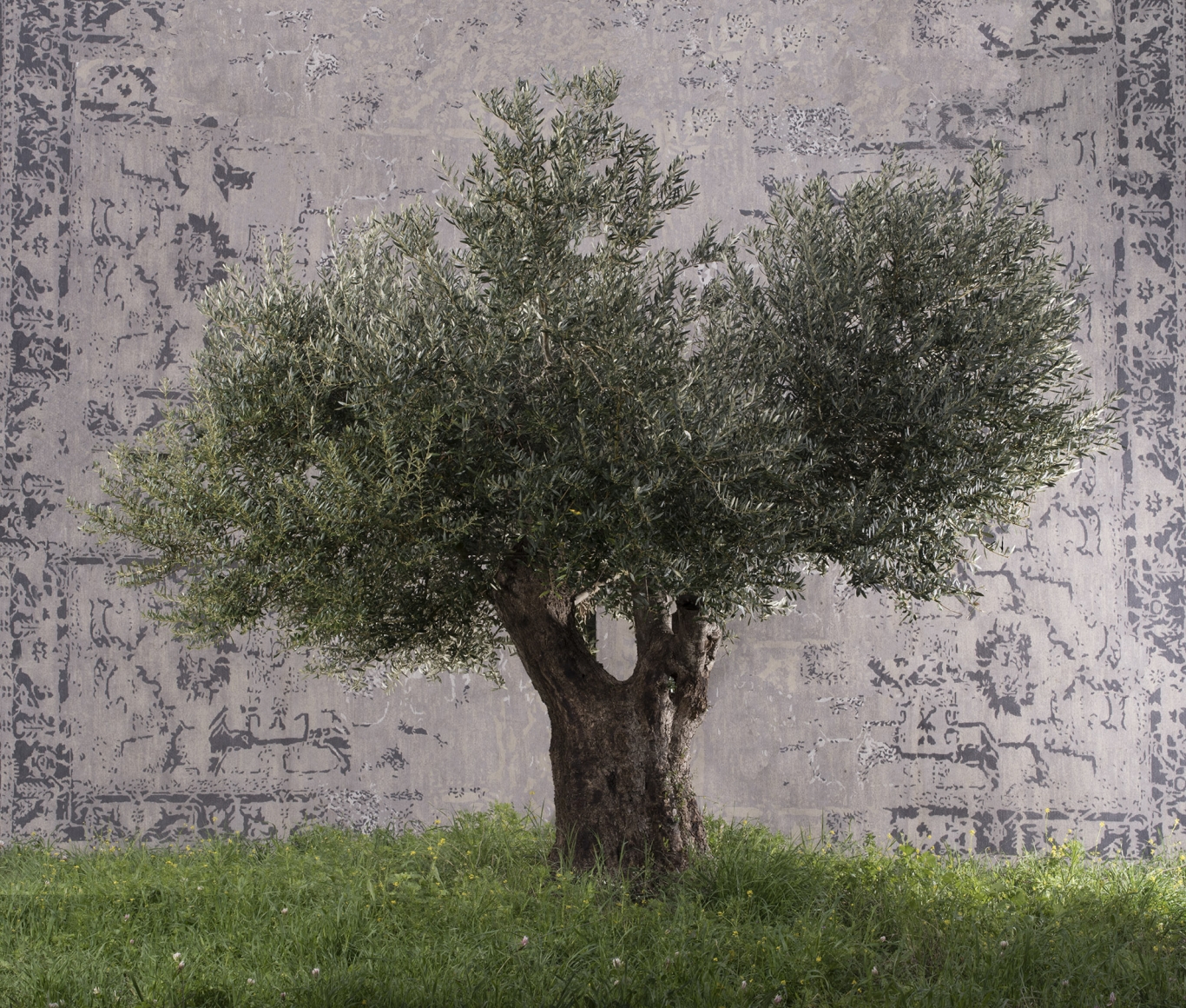 TAL SHOCHAT , Olive (Beit Jimal), 2017